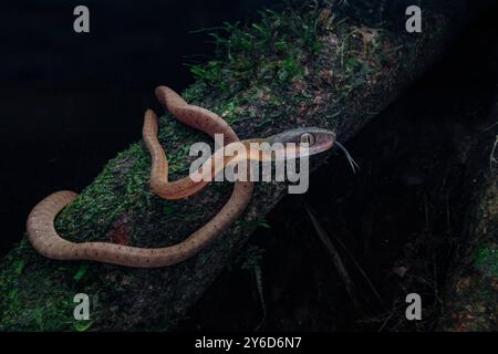 Couleuvre à tête foncée (Boiga nigriceps) sur le tronc d'arbre mousseline attendant une proie. C'est un juvénile Banque D'Images