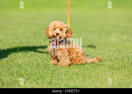 Chien mignon Maltipoo sur l'herbe verte dans le parc d'été Banque D'Images