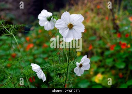 Blanc Cosmos pureté fleurs demi robustes annuelles en floraison floraison grandissant en septembre jardin avec des nasturtiums orange pays de Galles UK KATHY DEWITT Banque D'Images