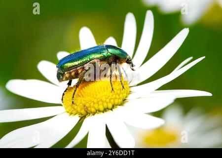 Chafer de rose verte (Cetonia aurata) vue de côté sur une fleur de marguerite Banque D'Images