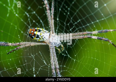 Araignée colorée attendant patiemment sur sa toile couverte de rosée matinale avec un fond de jungle verte. Banque D'Images