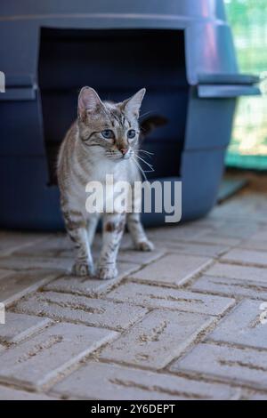 Portrait d'un chaton aux yeux bleus à L.A.C. Langebaan animal Care, curieux pas vers un nouveau départ ? Banque D'Images