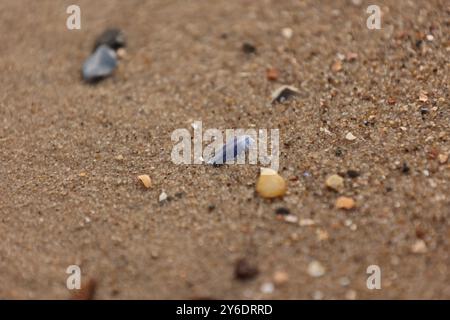 Une photo de palourdes et de petits cailloux couchés dans le sable Banque D'Images