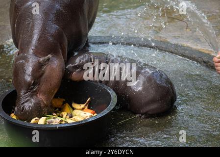 Moo Deng, une hippopotame pygmée de 2 mois, se tient à côté de sa mère Jona, au zoo ouvert de Khao Kheow, province de Chonburi, à l'est de la capitale Bangkok, le 25 septembre 2024 en Thaïlande. (Photo de Teera Noisakran/Sipa USA) Banque D'Images