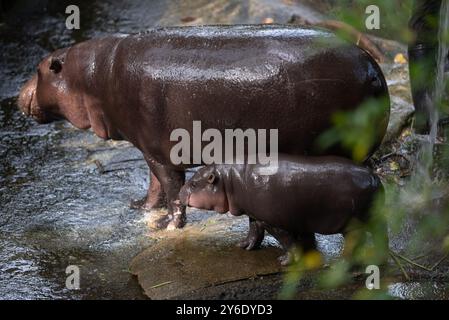 Moo Deng, une hippopotame pygmée de 2 mois, se tient à côté de sa mère Jona, au zoo ouvert de Khao Kheow, province de Chonburi, à l'est de la capitale Bangkok, le 25 septembre 2024 en Thaïlande. (Photo de Teera Noisakran/Sipa USA) Banque D'Images