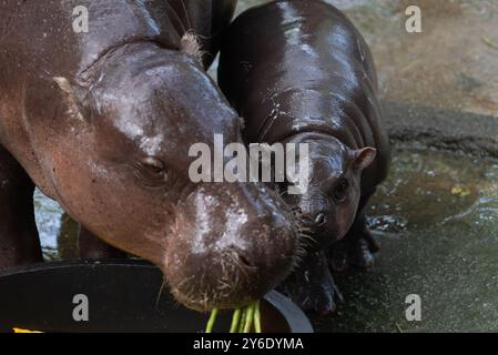 Moo Deng, une hippopotame pygmée de 2 mois, se tient à côté de sa mère Jona, au zoo ouvert de Khao Kheow, province de Chonburi, à l'est de la capitale Bangkok, le 25 septembre 2024 en Thaïlande. (Photo de Teera Noisakran/Sipa USA) Banque D'Images