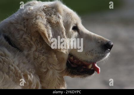 Un golden retriever dog Banque D'Images