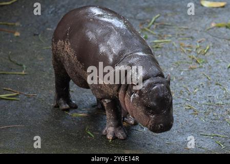 Moo Deng, une hippopotame pygmée de 2 mois, se tient à côté de sa mère Jona, au zoo ouvert de Khao Kheow, province de Chonburi, à l'est de la capitale Bangkok, le 25 septembre 2024 en Thaïlande. (Photo de Teera Noisakran/Sipa USA) Banque D'Images