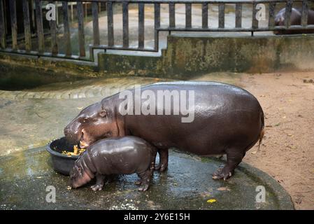 Moo Deng, une hippopotame pygmée de 2 mois, se tient à côté de sa mère Jona, au zoo ouvert de Khao Kheow, province de Chonburi, à l'est de la capitale Bangkok, le 25 septembre 2024 en Thaïlande. (Photo de Teera Noisakran/Sipa USA) Banque D'Images