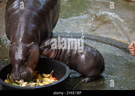 Moo Deng, une hippopotame pygmée de 2 mois, se tient à côté de sa mère Jona, au zoo ouvert de Khao Kheow, province de Chonburi, à l'est de la capitale Bangkok, le 25 septembre 2024 en Thaïlande. (Photo de Teera Noisakran/Sipa USA) Banque D'Images