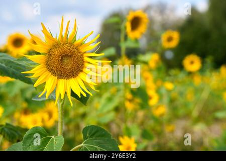 Dasing, Bavière, Allemagne - 23 septembre 2024 : un champ lumineux de tournesols à couper vous-même. Les grandes fleurs jaunes brillent au soleil et invitent les visiteurs à prendre leurs propres tournesols directement du champ *** Ein leuchtendes Sonnenblumenfeld zum Selberschneiden. Die großen gelben Blüten strahlen in der sonne und laden Besucher dazu ein, sich ihre eigenen Sonnenblumen direkt vom Feld mitzunehmen Banque D'Images