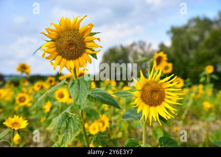 Dasing, Bavière, Allemagne - 23 septembre 2024 : un champ lumineux de tournesols à couper vous-même. Les grandes fleurs jaunes brillent au soleil et invitent les visiteurs à prendre leurs propres tournesols directement du champ *** Ein leuchtendes Sonnenblumenfeld zum Selberschneiden. Die großen gelben Blüten strahlen in der sonne und laden Besucher dazu ein, sich ihre eigenen Sonnenblumen direkt vom Feld mitzunehmen Banque D'Images