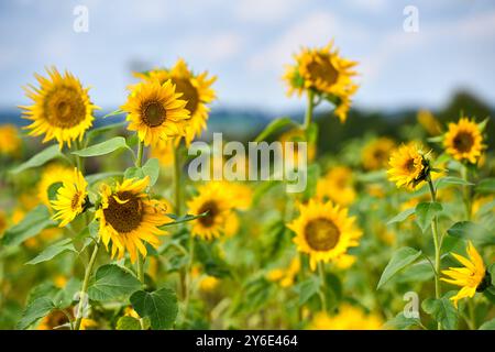 Dasing, Bavière, Allemagne - 23 septembre 2024 : un champ lumineux de tournesols à couper vous-même. Les grandes fleurs jaunes brillent au soleil et invitent les visiteurs à prendre leurs propres tournesols directement du champ *** Ein leuchtendes Sonnenblumenfeld zum Selberschneiden. Die großen gelben Blüten strahlen in der sonne und laden Besucher dazu ein, sich ihre eigenen Sonnenblumen direkt vom Feld mitzunehmen Banque D'Images