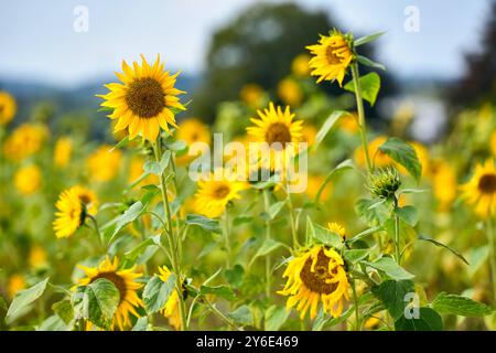 Dasing, Bavière, Allemagne - 23 septembre 2024 : un champ lumineux de tournesols à couper vous-même. Les grandes fleurs jaunes brillent au soleil et invitent les visiteurs à prendre leurs propres tournesols directement du champ *** Ein leuchtendes Sonnenblumenfeld zum Selberschneiden. Die großen gelben Blüten strahlen in der sonne und laden Besucher dazu ein, sich ihre eigenen Sonnenblumen direkt vom Feld mitzunehmen Banque D'Images