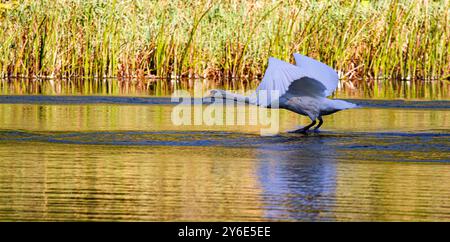 Dundee, Tayside, Écosse, Royaume-Uni. 25 septembre 2024. Météo britannique : le froid et ensoleillé de l'automne a attiré une famille de cygnes muets capturés volant à travers les étangs de Trottick Mill à Dundee en Écosse. Crédit : Dundee Photographics/Alamy Live News Banque D'Images