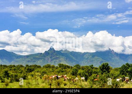 Karamoja Savanah paysage - Ouganda Banque D'Images