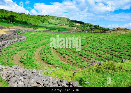 Fermes irlandaises de pommes de terre à Kisoro Ouganda Banque D'Images