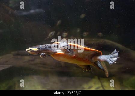 Une tortue à ventre rouge (Emydura Subglobosa) nage sous l'eau Banque D'Images