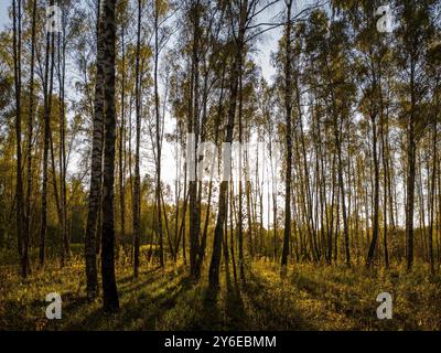 Bosquet de bouleaux avec des feuilles dorées en saison d'automne doré, illuminé par le soleil au coucher du soleil ou à l'aube. Banque D'Images