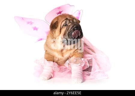 Chinois Shar-Pei Puppy habillé pour une fête Banque D'Images