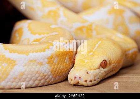 Portrait de Lavender Tiger Albino python en gros plan Banque D'Images