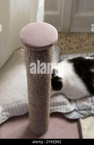 grattage et chat couché sur des coussins Banque D'Images