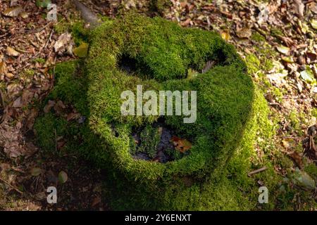 Souche d'arbre couverte de mousse dans la forêt avec des lacunes formant un visage ressemblant à Oscar de Sesame Street, entouré de feuilles d'automne. Banque D'Images