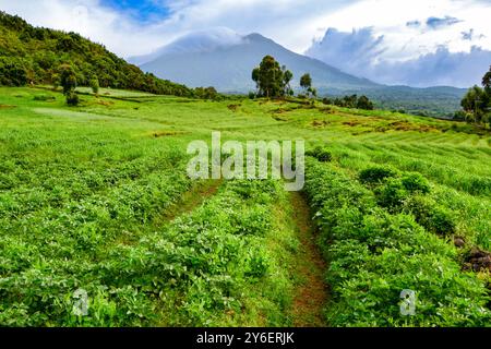 Fermes irlandaises de pommes de terre à Kisoro Ouganda Banque D'Images