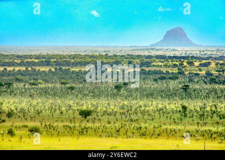 Paysage de Savanah dans la réserve de chasse de Pian UPE à Karamoja Ouganda Banque D'Images