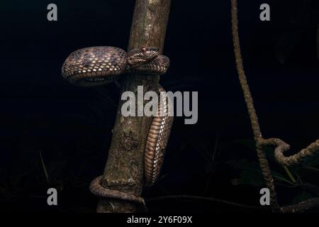 Vipère de la fosse des mangroves (Trimeresurus purpureomaculatus) dans la zone des mangroves. Banque D'Images