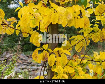 Feuilles jaunes d'automne de Celastrus orbiculatus, grimpeur à feuilles caduques robuste et torsadé Banque D'Images