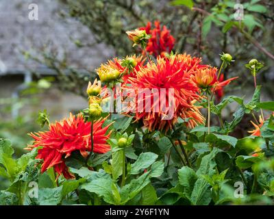 Grande fleur rouge et jaune colorée du cactus dahlia, Dahlia 'Show and Tell' Banque D'Images