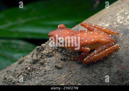 Grenouille arboricole tachetée, Nyctixalus pictus sur une branche Banque D'Images