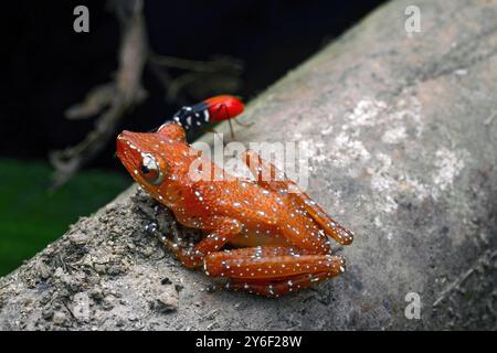 Grenouille arboricole tachetée, Nyctixalus pictus sur une branche Banque D'Images