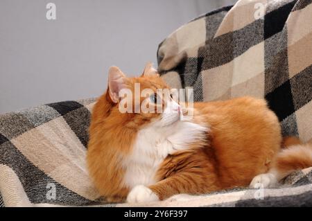 Un chat adulte, moelleux, gingembre repose sur un canapé, Banque D'Images