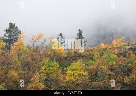 Norwegian, Impressionen einer Kreuzfahrt, Kreuzfahrtschiff, TUI, mein Schiff 3, Urlaub in Norwegian, Geirangerfjord ein UNESCO-Weltnaturerbe., Wetter, Herbst, Bäume im Nebel, *** Norvège, impressions d'une croisière, bateau de croisière, TUI, mein Schiff 3, vacances en Norvège, Geirangerfjord un site du patrimoine mondial de l'UNESCO, météo, automne, arbres dans le brouillard, Banque D'Images