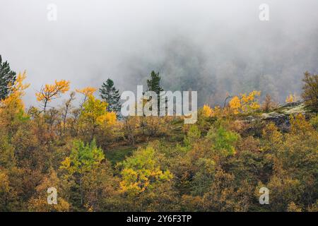 Norwegian, Impressionen einer Kreuzfahrt, Kreuzfahrtschiff, TUI, mein Schiff 3, Urlaub in Norwegian, Geirangerfjord ein UNESCO-Weltnaturerbe., Wetter, Herbst, Bäume im Nebel, *** Norvège, impressions d'une croisière, bateau de croisière, TUI, mein Schiff 3, vacances en Norvège, Geirangerfjord un site du patrimoine mondial de l'UNESCO, météo, automne, arbres dans le brouillard, Banque D'Images