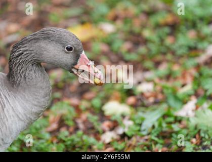 Hambourg, Allemagne. 25 septembre 2024. Une oie sauvage a un gland dans son bec dans un parc. Crédit : Marcus Brandt/dpa/Alamy Live News Banque D'Images