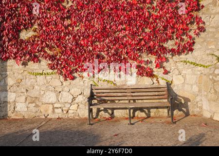 Un banc dans le village côtier de Dalkey en Irlande entouré d'une plante rouge éclatante de type feuille rampante. Banque D'Images