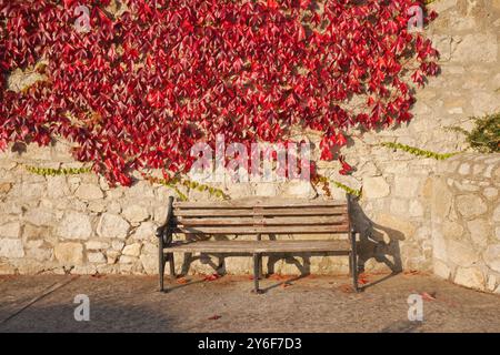 Un banc dans le village côtier de Dalkey en Irlande entouré d'une plante rouge éclatante de type feuille rampante. Banque D'Images