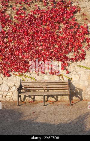 Un banc dans le village côtier de Dalkey en Irlande entouré d'une plante rouge éclatante de type feuille rampante. Banque D'Images