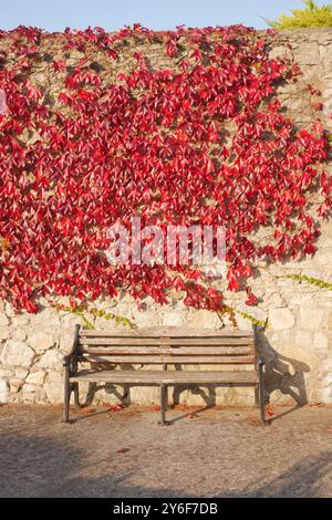 Un banc dans le village côtier de Dalkey en Irlande entouré d'une plante rouge éclatante de type feuille rampante. Banque D'Images