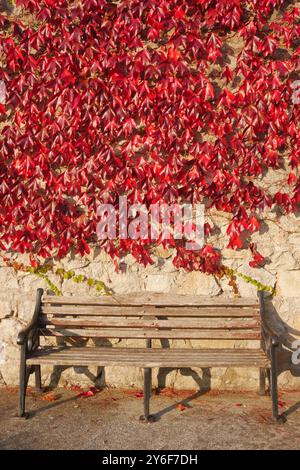 Un banc dans le village côtier de Dalkey en Irlande entouré d'une plante rouge éclatante de type feuille rampante. Banque D'Images