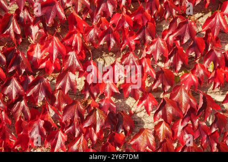 Un banc dans le village côtier de Dalkey en Irlande entouré d'une plante rouge éclatante de type feuille rampante. Banque D'Images