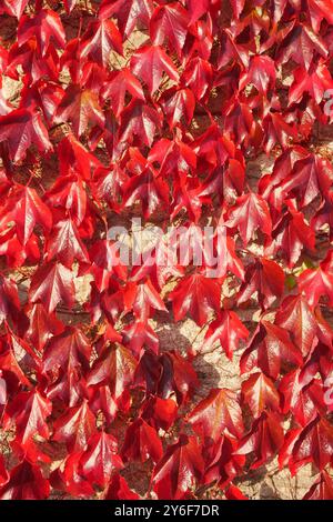 Un banc dans le village côtier de Dalkey en Irlande entouré d'une plante rouge éclatante de type feuille rampante. Banque D'Images