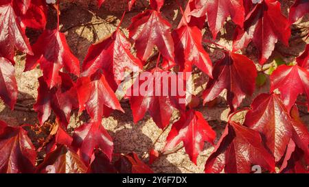 Un banc dans le village côtier de Dalkey en Irlande entouré d'une plante rouge éclatante de type feuille rampante. Banque D'Images