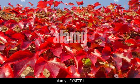 Un banc dans le village côtier de Dalkey en Irlande entouré d'une plante rouge éclatante de type feuille rampante. Banque D'Images