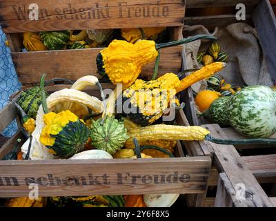 Un gros plan de diverses gourdes colorées et courges dans des caisses en bois sur un marché Banque D'Images