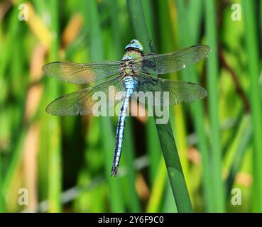 Un empereur mâle Dragonfly à Combe Hill nature Reserve Gloucestershire UK Banque D'Images