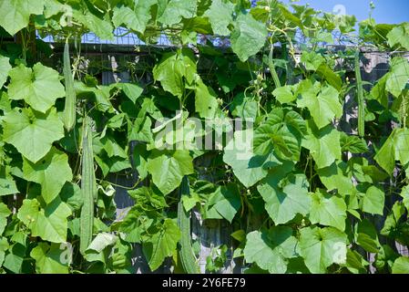 Jardin potager avec gourdes de luffa chinois Banque D'Images